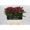 Paeonia Paul M. Wild