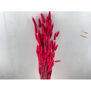 Dried Lagurus Cerise Bunch