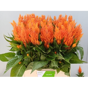 CEL P APRICOT BRANDY