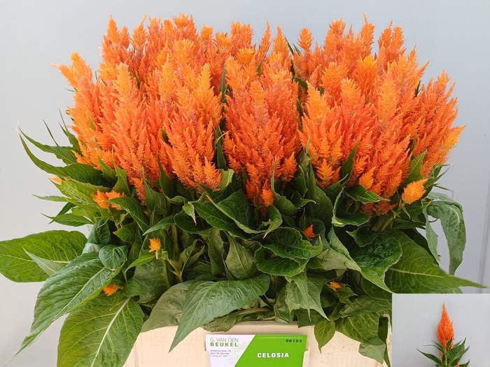 <h4>CEL P APRICOT BRANDY</h4>