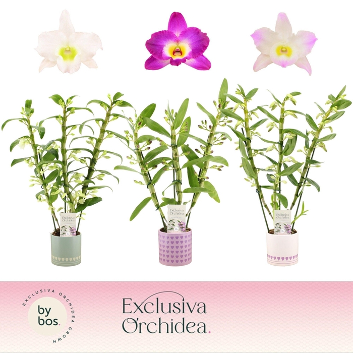 <h4>Dendrobium Nobilé, Mix 3-spike in Horizon Love 'Exclusiva Orchidea'</h4>