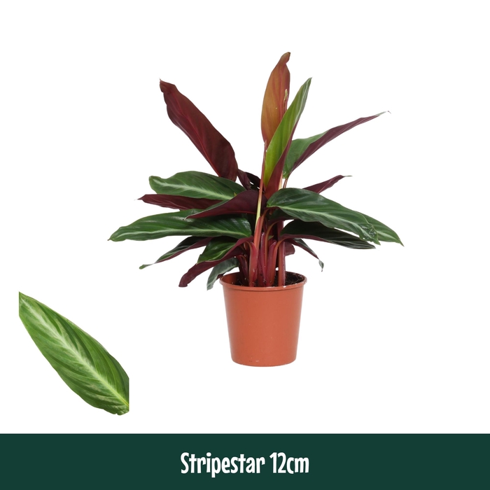 <h4>Calathea 12cm Stripestar - Living</h4>