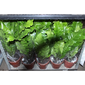 ASPLENIUM NIDUS P24