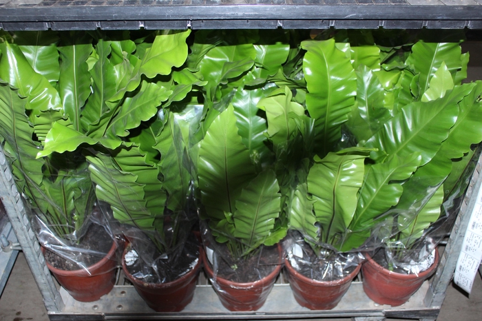 <h4>ASPLENIUM NIDUS P24</h4>