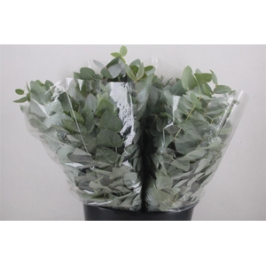 Euca Cinerea Short 150gr P Bunch