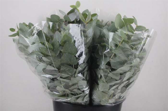 <h4>Euca Cinerea Short 150gr P Bunch</h4>