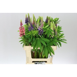 Lupinus