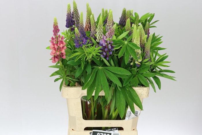 <h4>Lupinus</h4>