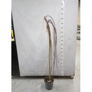 Salix caprea 'Kilmarnock'