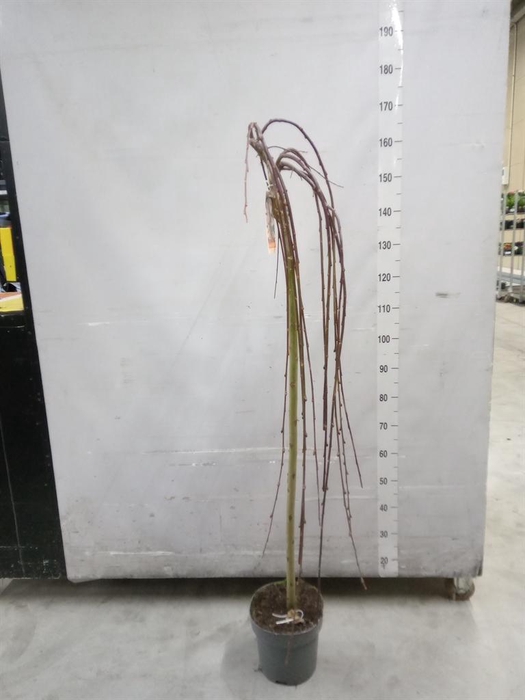 <h4>Salix caprea 'Kilmarnock'</h4>