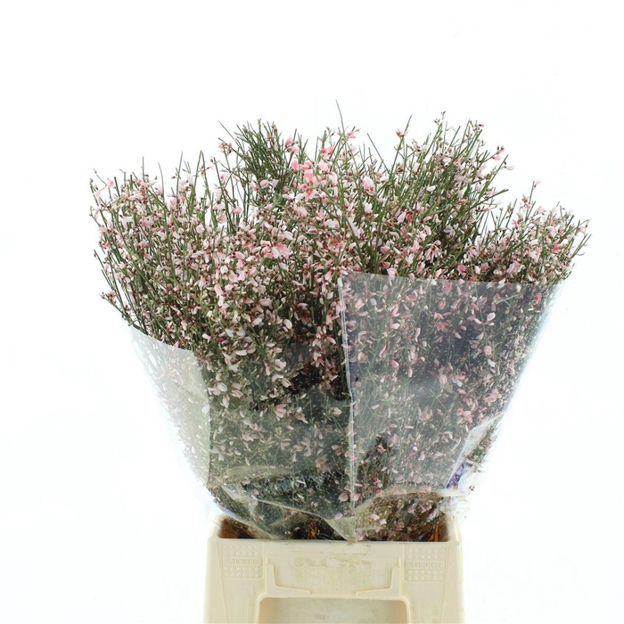 <h4>GENISTA KLB BS H%</h4>