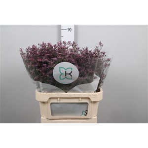 Limonium Piuma Sky