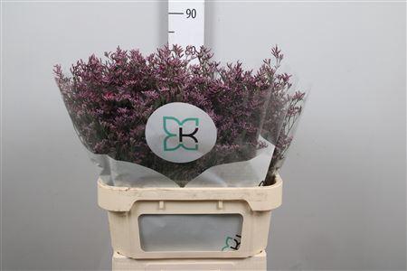 <h4>Limonium Piuma Sky</h4>