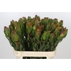 Leucadendron Laurel Yellow