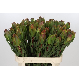 Leucadendron Laurel Yellow
