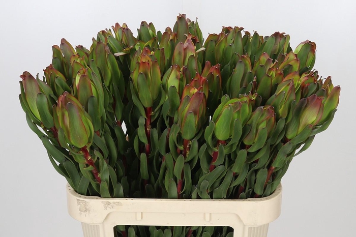 <h4>Leucadendron Laurel Yellow</h4>