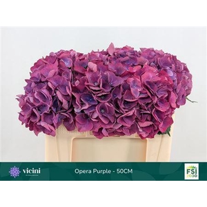 Hydr M Royal Opera