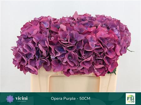 <h4>Hydr M Royal Opera</h4>