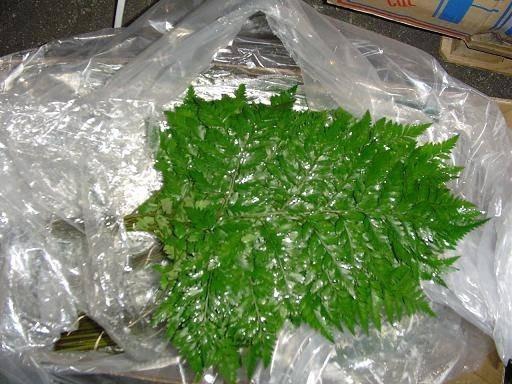 <h4>Greens - Ngogolo Fern</h4>