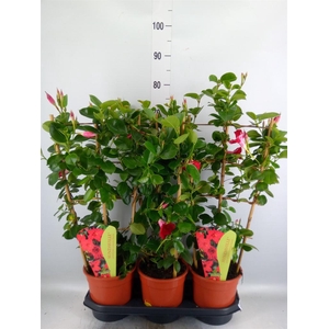 Mandevilla am. 'Sundav Red'