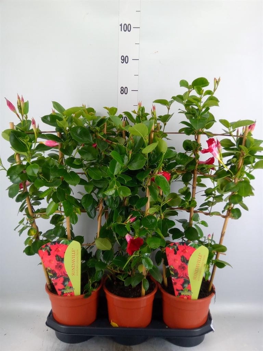 <h4>Mandevilla am. 'Sundav Red'</h4>