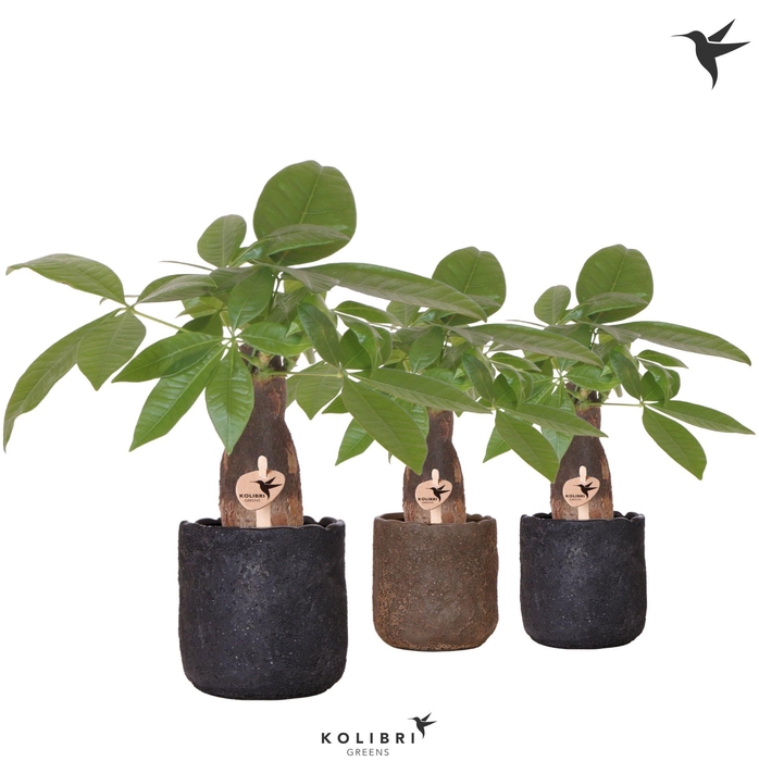 <h4>Kolibri Greens Pachira in Moon pot mix</h4>