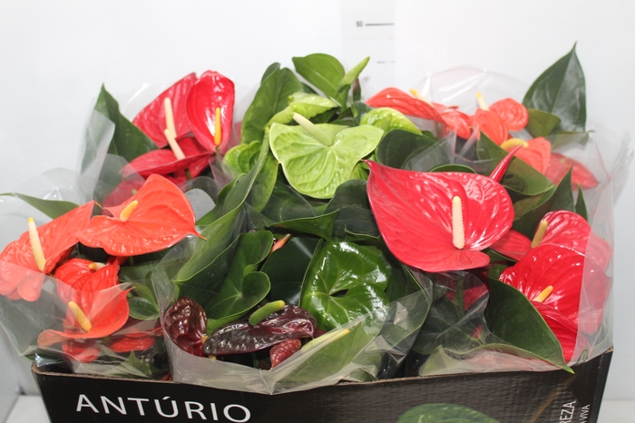 <h4>ANTHURIUM VARIADO P17 PREMIUM</h4>