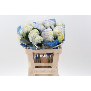 Hydr Blue