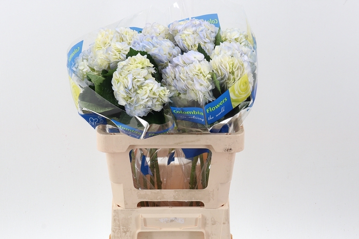 <h4>Hydr Blue</h4>