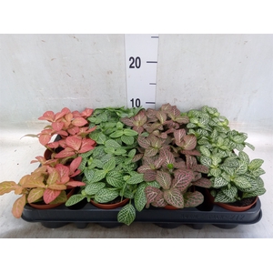 Fittonia   ...mix 4