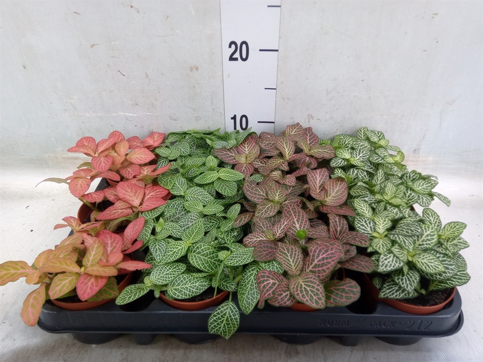 <h4>Fittonia   ...mix 4</h4>