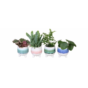 GREEN MIX P6 L 710