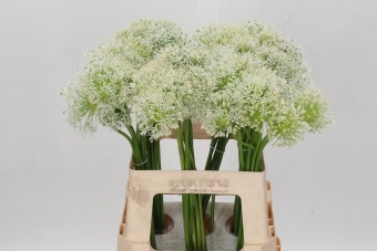 <h4>Allium Mount Everest</h4>