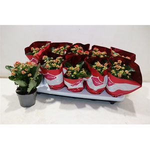 Kalanchoe Double Deluxe Red
