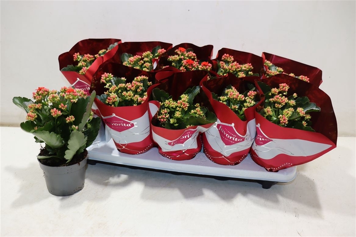 <h4>Kalanchoe Double Deluxe Red</h4>
