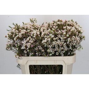 Chamelaucium Moonlight Delight
