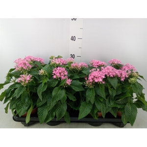 Pentas  'Graffiti Pink'