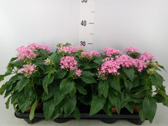 <h4>Pentas  'Graffiti Pink'</h4>