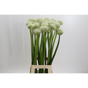 Allium White Giant