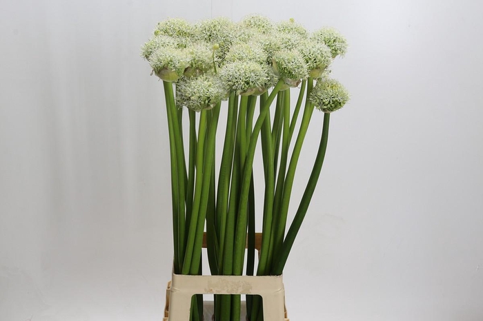 <h4>Allium White Giant</h4>