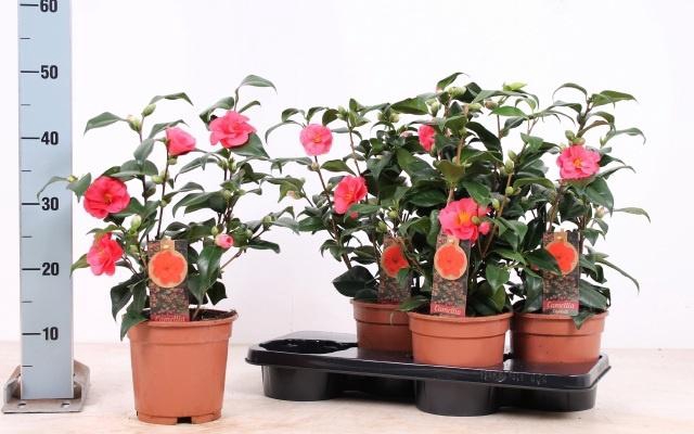 <h4>CAME JAPONICA</h4>