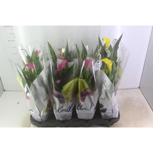 CALLA COLORIDA P14