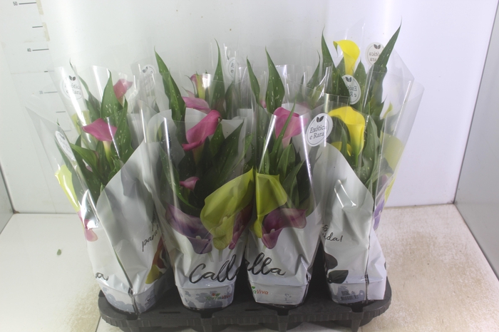 <h4>CALLA COLORIDA P14</h4>
