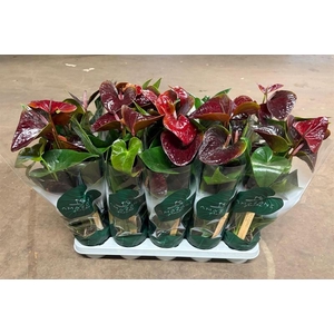 Anthurium Andr. Essencia