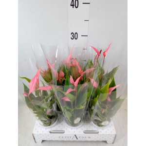 Anthurium andr. 'Lilli'