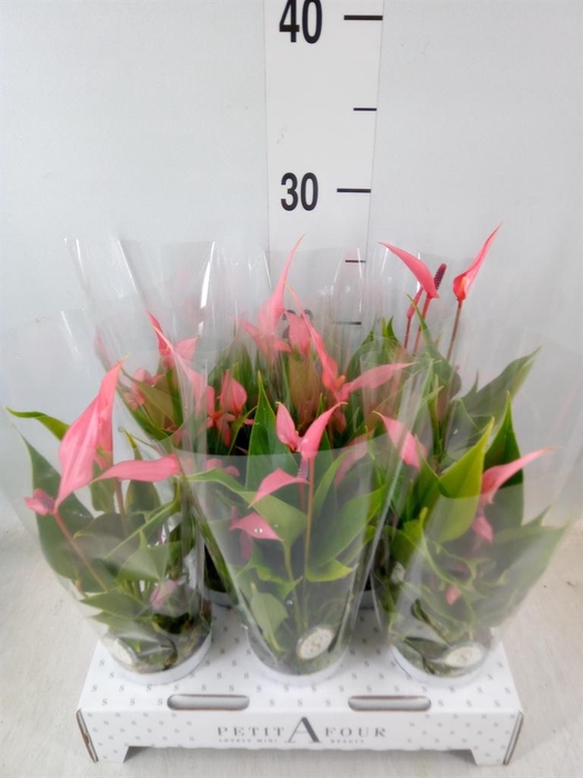<h4>Anthurium andr. 'Lilli'</h4>