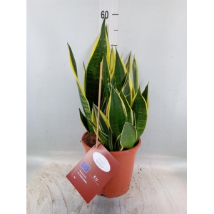 Sansevieria trifa.   ...