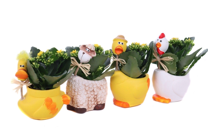 <h4>Kalanchoe geel in paas long neck planter</h4>