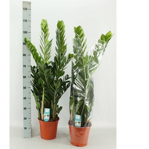 Zamioculcas zamifolia 21Ø 110cm 8st