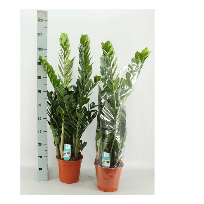 <h4>Zamioculcas zamifolia 21Ø 110cm 8st</h4>
